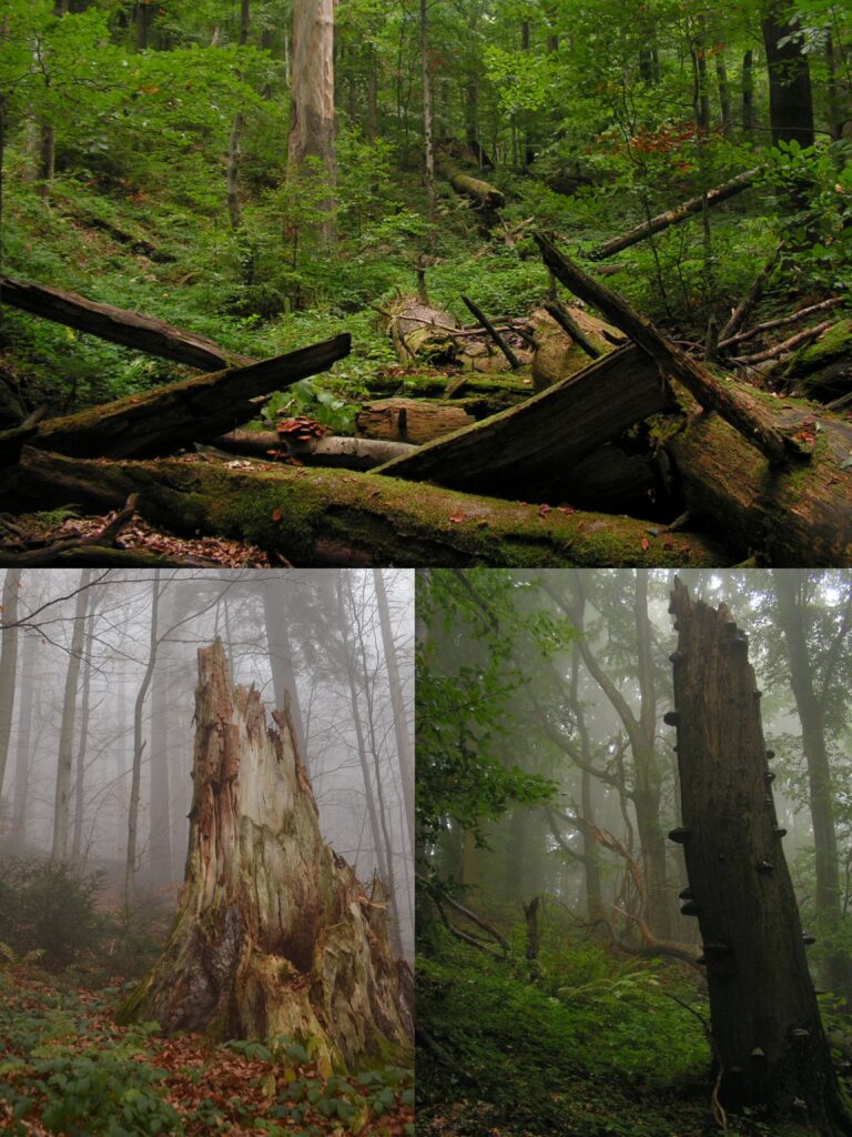 Unikátne staré lesy, ktoré boli v roku 2007 spolu s lokalitou v CHKO Vihorlat a ďalšími 6 komponentmi na Ukrajine zapísané do Zoznamu svetového kultúrneho a prírodného dedičstva UNESCO pod názvom Karpatské bukové pralesy. Cezhraničné dedičstvo sa postupne rozrástlo, dnes je tvorené lokalitami v 18 európskych krajinách pod názvom Staré bukové lesy a pralesy Karpát a iných regiónov Európy. Poloninské pralesy na svetovej úrovni reprezentujú lokality Stužica, Havešová, Rožok a Udava.