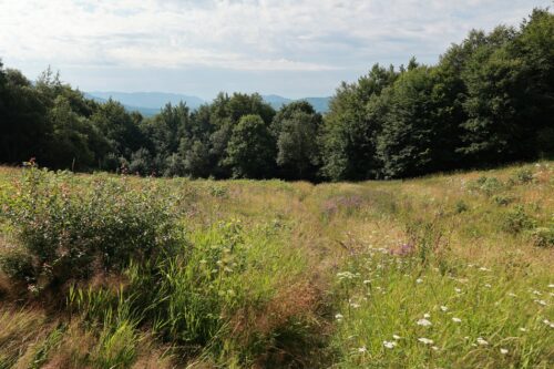 Lúka v Prírodnej rezervácii Šípková pred zásahom