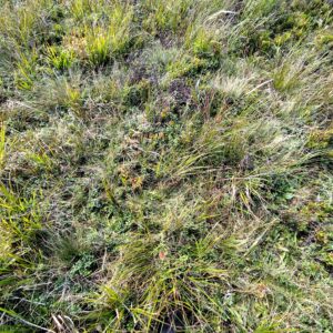 poloninské lúky pri Riabej skale