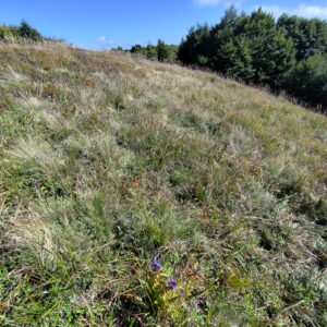 pohľad poloninské lúky pri Riabej skale