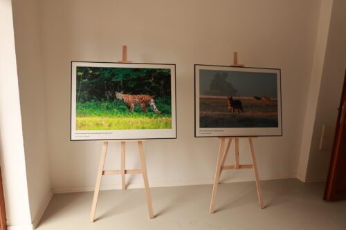 Dve veľkoformátové fotografie divokej prírody vystavené na stojanoch pri stene miestnosti.