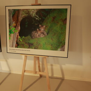 Veľkoformátová fotografia mačky divej vystavená na stojanoch pri stene miestnosti.