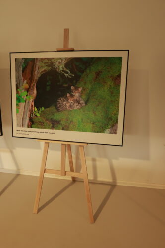 Veľkoformátová fotografia mačky divej vystavená na stojanoch pri stene miestnosti.