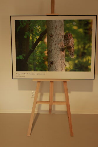 Veľkoformátová fotografia sovy vystavená na stojanoch pri stene miestnosti.