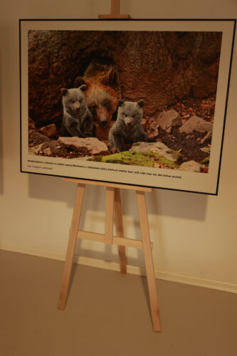 Veľkoformátová fotografia medveďov vystavená na stojanoch pri stene miestnosti.