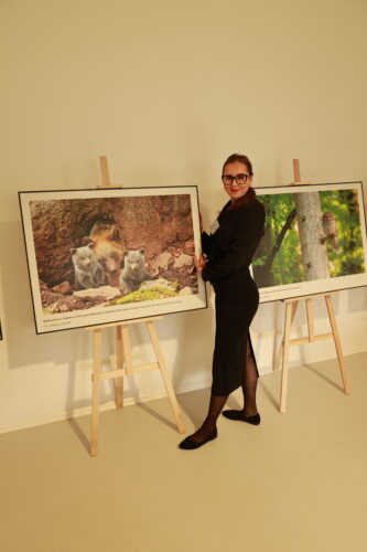 Veľkoformátové fotografie vystavené na stojanoch pri stene miestnosti spoločne so zamestnankyňou Správy NP Poloniny.