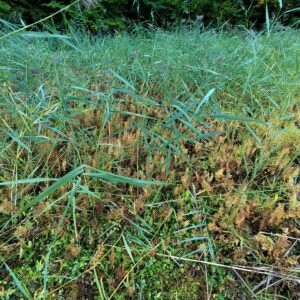 flóra na Stinskej slatine druhý záber