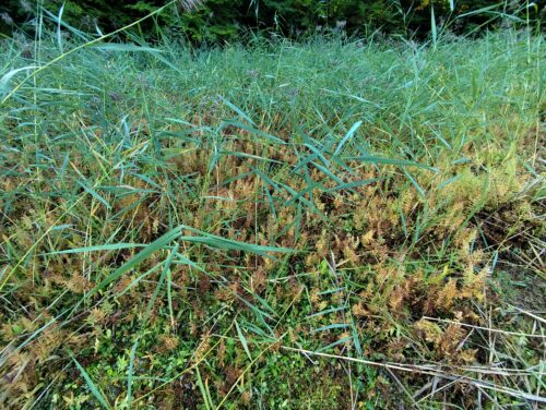 flóra na Stinskej slatine druhý záber