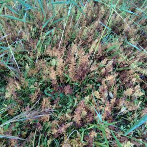 flóra na Stinskej slatine