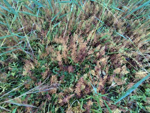 flóra na Stinskej slatine