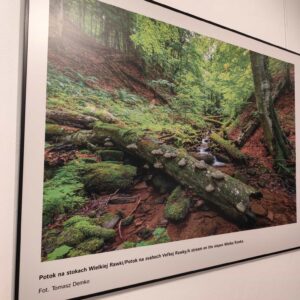 Fotografia mŕtve drevo