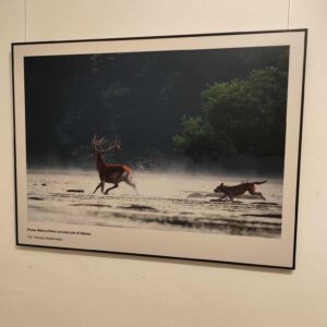 vlk útočí na jeleňa