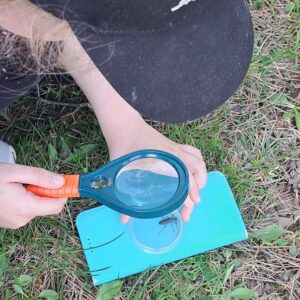 pozorovanie hmyzu lupou