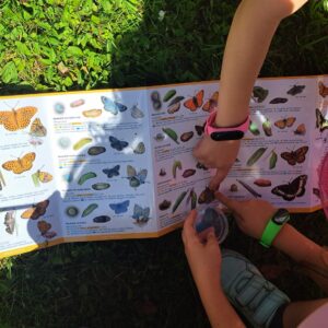 Identifikácia motýľov pomocou identifikačného kľúča