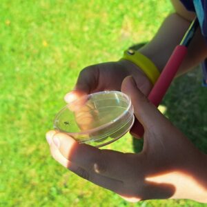 hmyz v Petriho miske