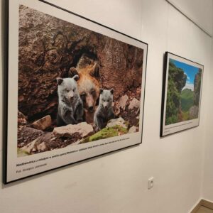 fotografia medvedica s mláďatami