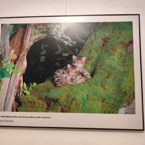 mláďatá mačky divej